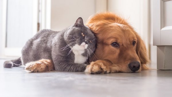 Veja os mais essenciais cuidados com os rins dos pets