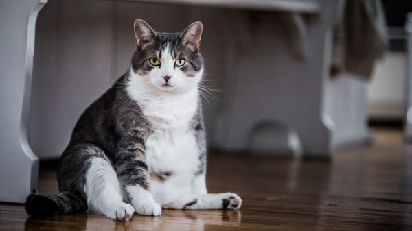 Obesidade em pets é um problema sério; saiba mais