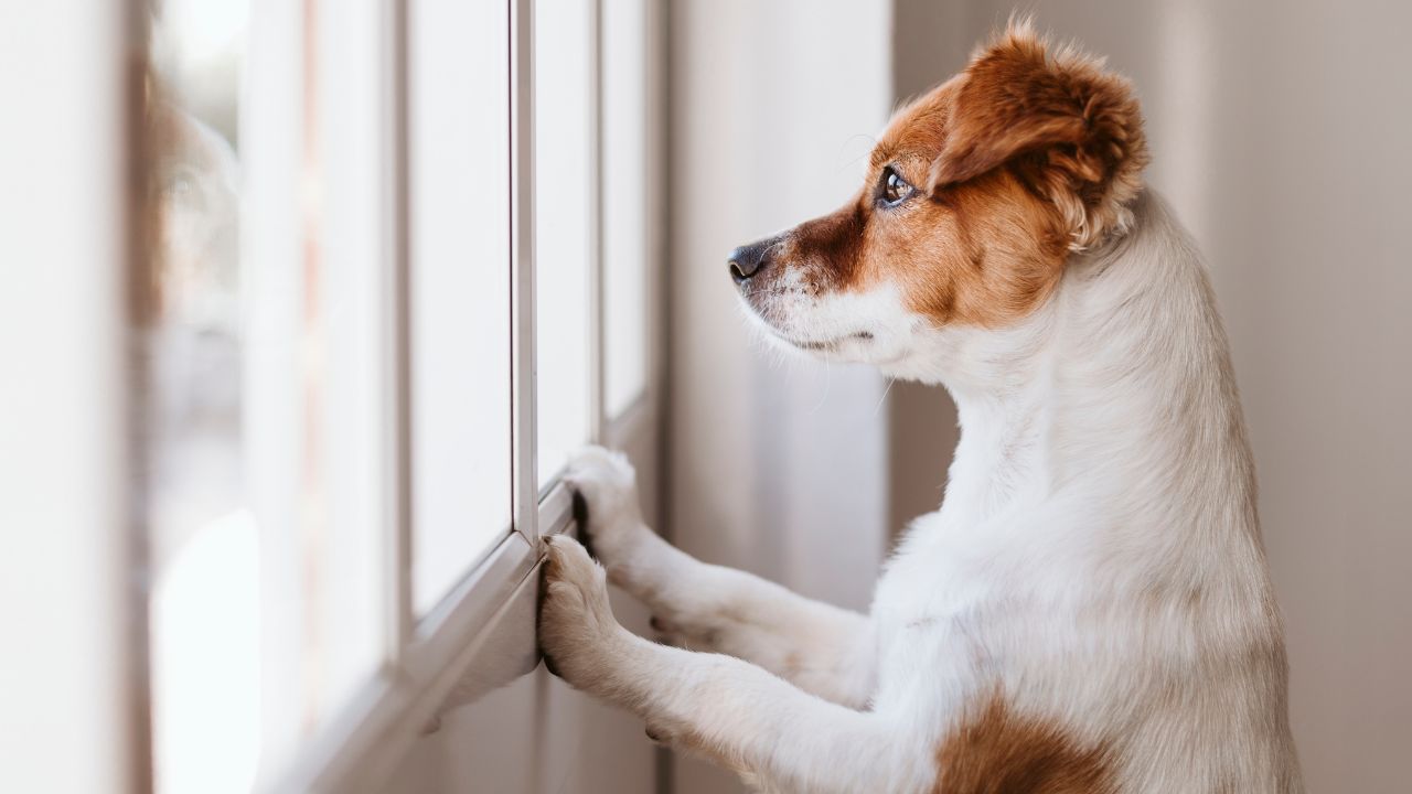 Aprenda a reconhecer os sinais da ansiedade de separação em cães e confira estratégias para amenizar o problema