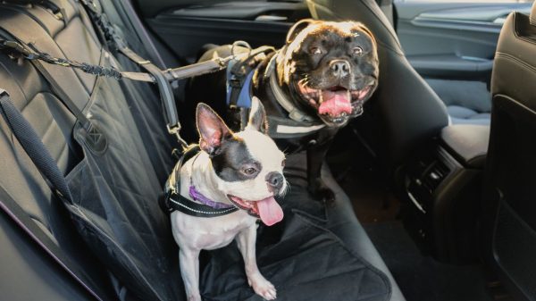 Veja como transportar cachorro em carro