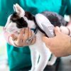 Microchip para pets é um dispositivo fundamental para garantir a segurança e o bem-estar de cães e gatos