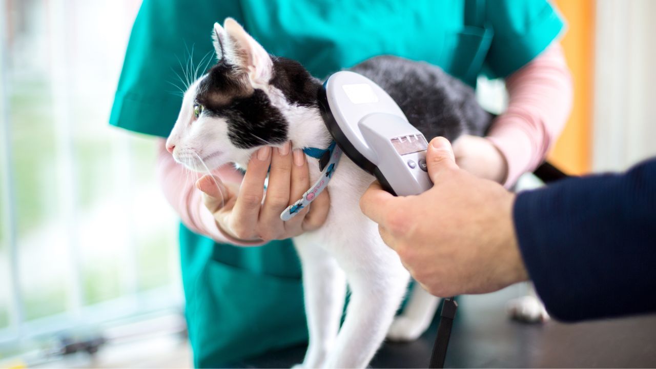 Microchip para pets é um dispositivo fundamental para garantir a segurança e o bem-estar de cães e gatos