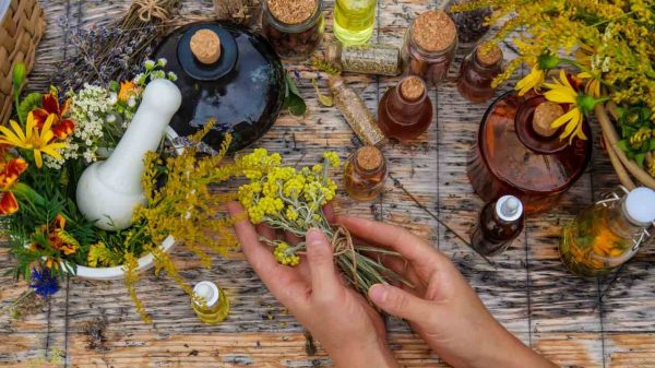 Conheça algumas plantas medicinais que podem ser cultivadas em casa e saiba mais sobre os benefícios de cada uma delas