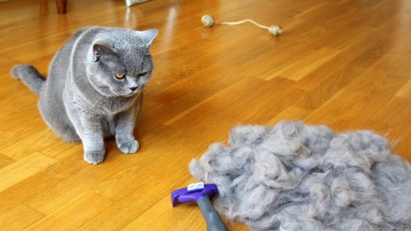 Veja se a queda de pelos dos pets é normal