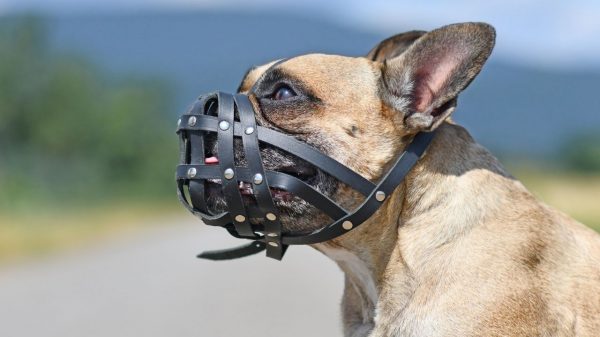 Saiba quais os cães que devem ganhar focinheira