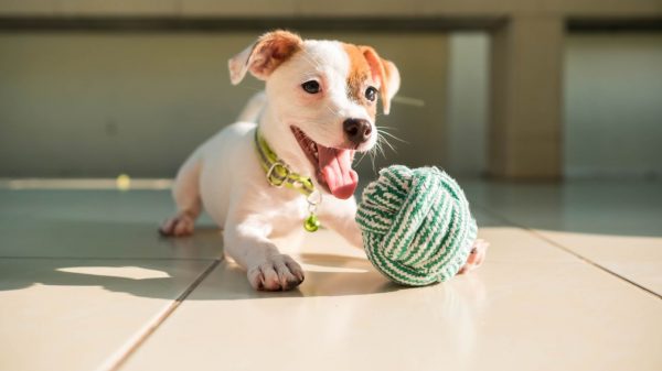 Veja ideias de brincadeiras com cachorro