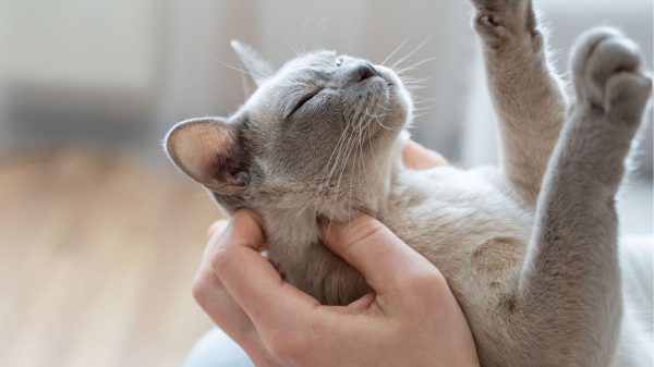 Saiba como fazer carinho em gato