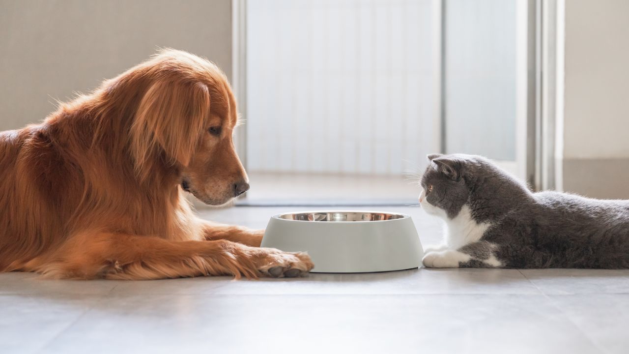 Veja com que frequência dar a comida para pets