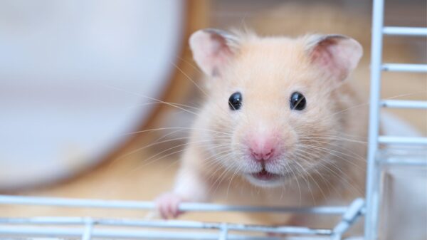 Saiba como cuidar de hamster da forma correta