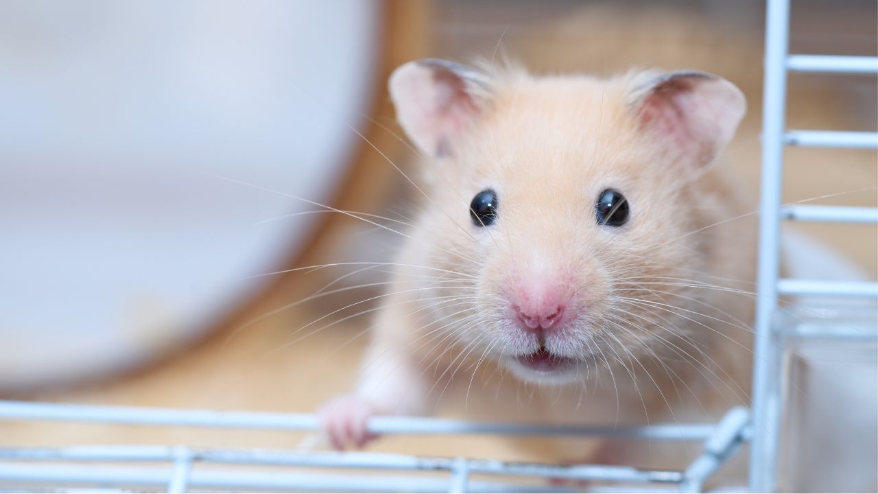 Saiba como cuidar de hamster da forma correta