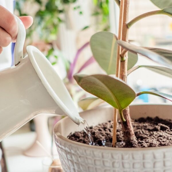 Saiba de quanta água as plantas precisam