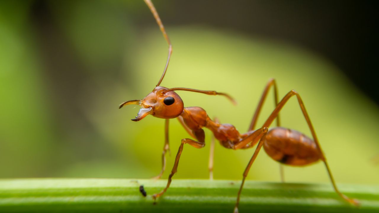 Especialista explica como lidar com as formigas e evitar que elas se tornem um problema