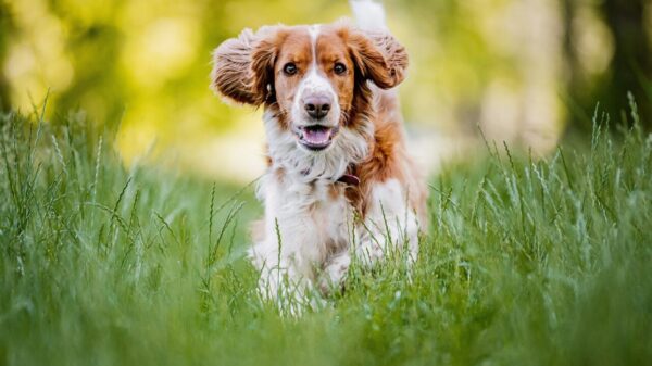 Quanto tempo vive um cachorro? Saiba