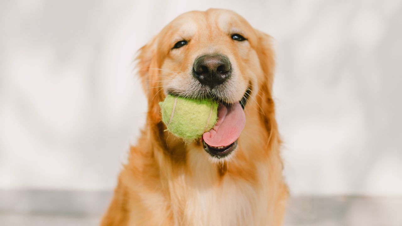 Veja alguns dos melhores brinquedos para cachorros