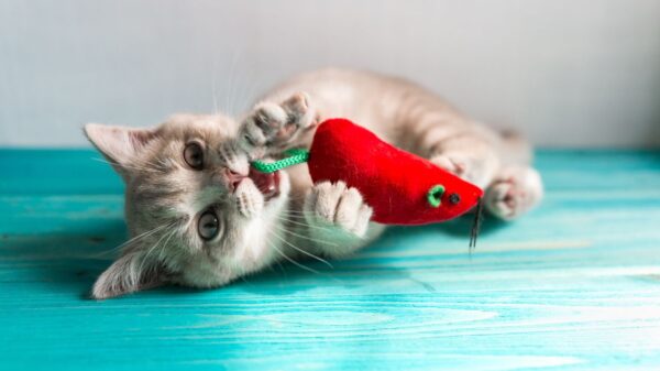 Veja alguns dos melhores brinquedos para gatos