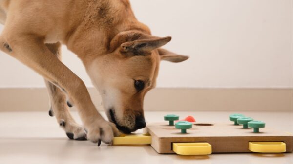 Estudo indica que cães entendem palavras