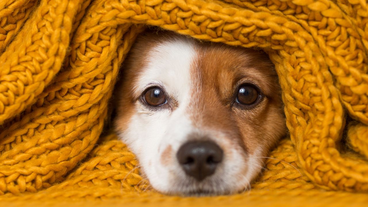 Especialista explica sobre os cuidados com os pets no inverno para garantir a saúde e o bem-estar dos animais durante a estação