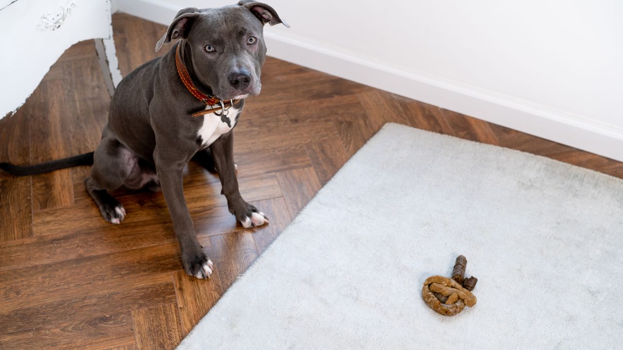 Saiba como identificar problemas nas fezes dos cães