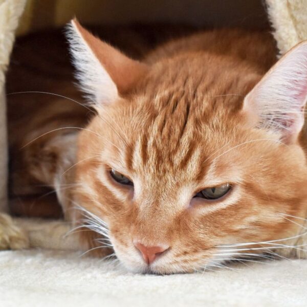 Ansiedade de separação é um dos tipos que afeta cães e gatos e pode gerar prejuízos para a saúde do pet