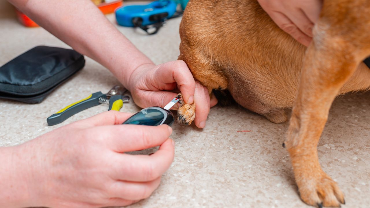 Em níveis avançados, doença pode ocasionar cegueira súbita nos cães e perda de peso gradual nos felinos