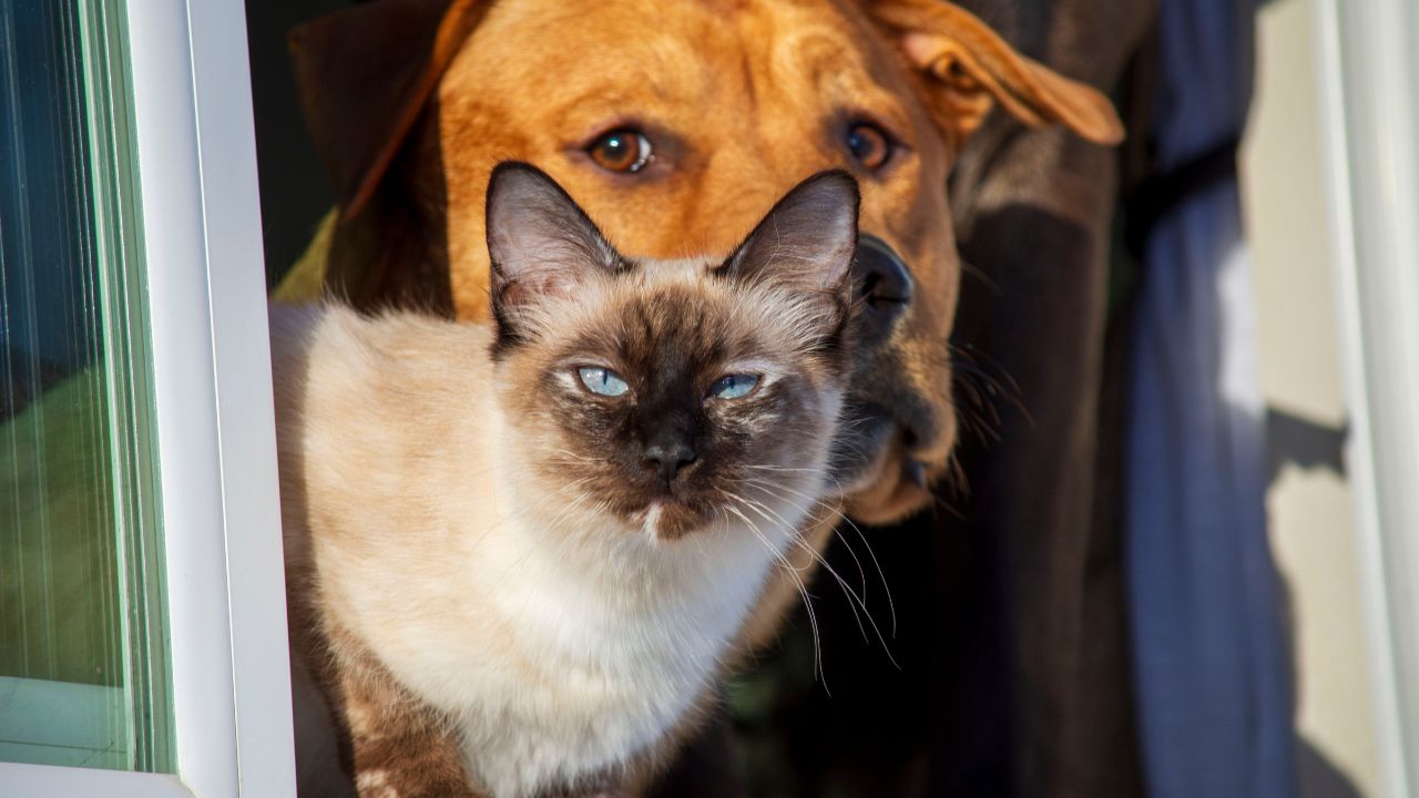 A chegada de um novo pet em casa exige uma série de cuidados para que ele se adapte a rotina do tutor e também a outros animais da casa