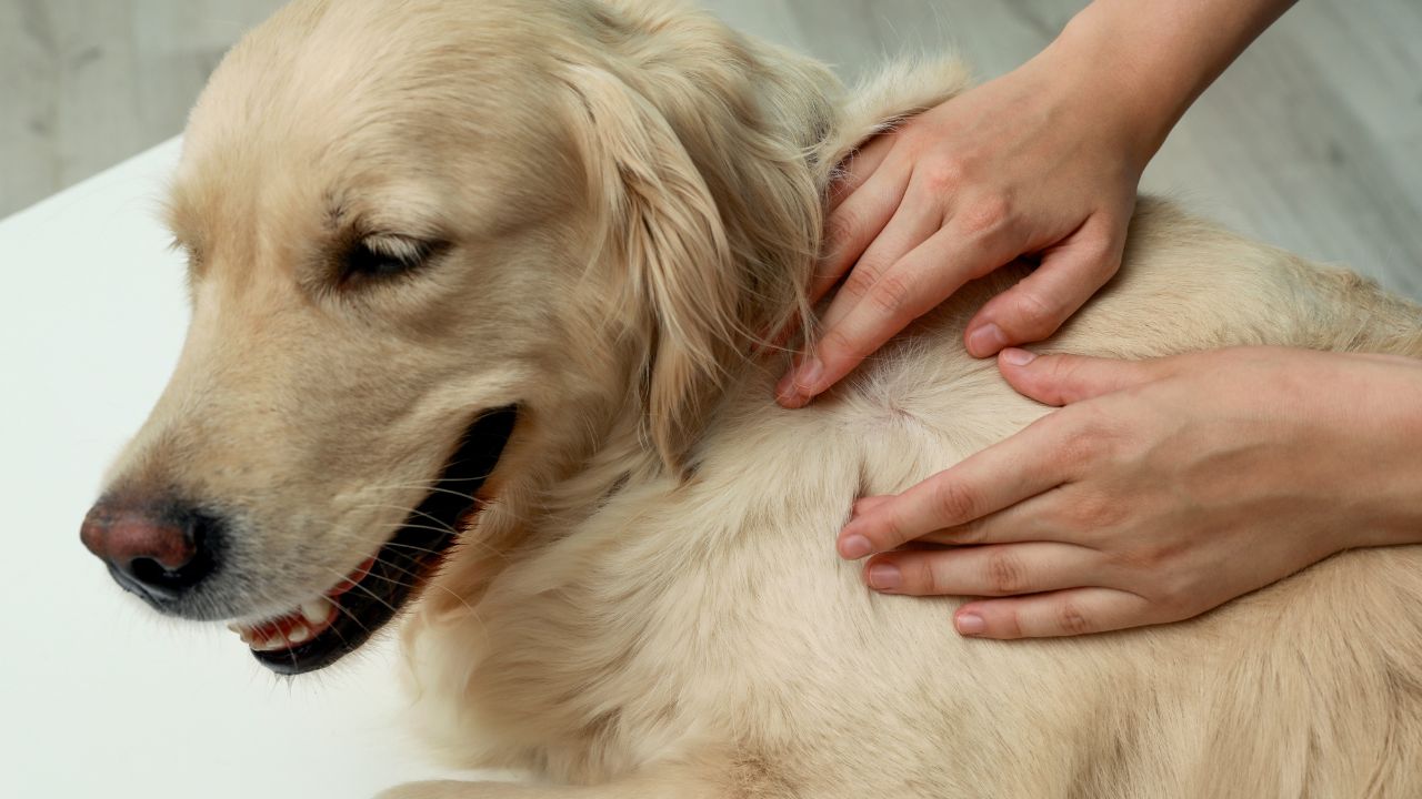 Médica-veterinária explica quais problemas podem atingir a pele dos cães e o que fazer para proteger o seu animal