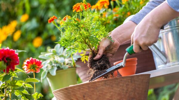 Veja quais são os principais problemas no cuidado com as plantas em casa e aprenda a manter seu jardim saudável