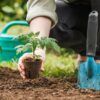 Veja como fazer uma boa horta em casa