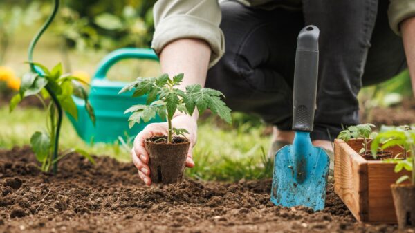 Veja como fazer uma boa horta em casa