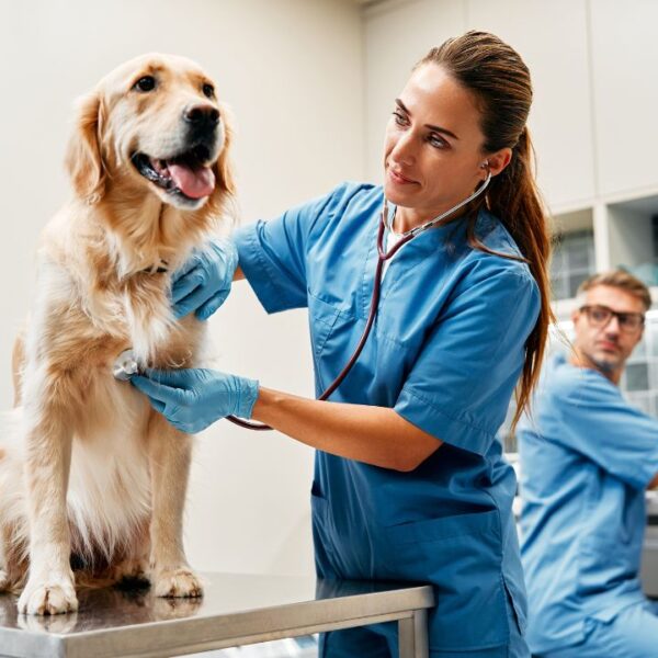 Veja quando levar os pets ao veterinário