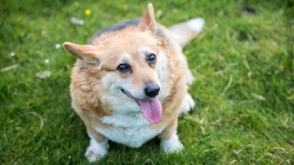 Confira orientações essenciais para ajudar a controlar o peso corporal e contribuir para a saúde e bem-estar de gatos e cães