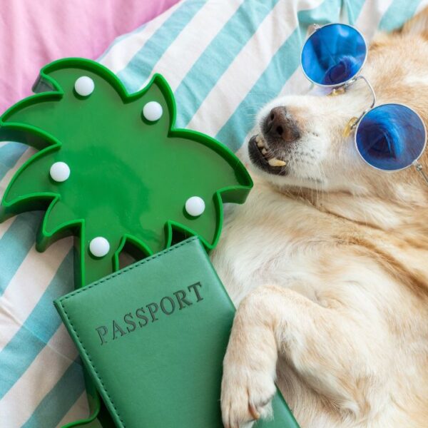 Saiba como cuidar dos pets nas férias