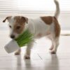 Descubra quais as plantas nocivas para pets