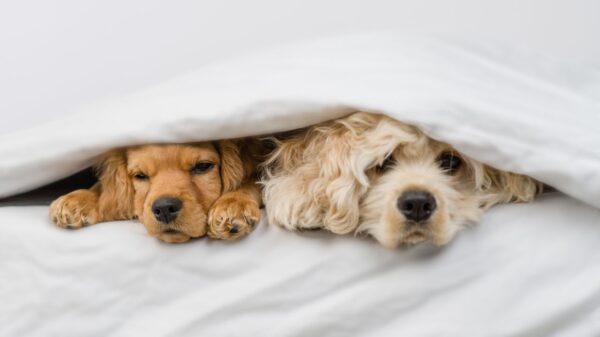 Veja os principais cuidados com os cães no inverno para garantir o conforto e a saúde dos animais durante a estação