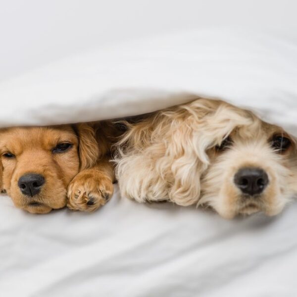 Veja os principais cuidados com os cães no inverno para garantir o conforto e a saúde dos animais durante a estação