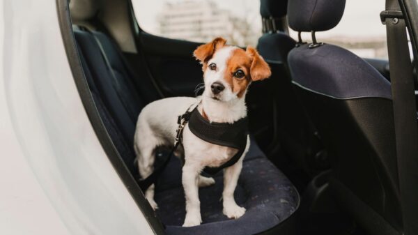 Especialista elenca os cuidados essenciais para garantir a saúde e o bem-estar do pet durante o passeio