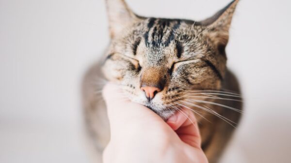 Descubra curiosidades sobre o ronronar dos gatos