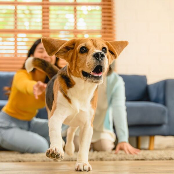 Nesse Dia do Cachorro, saiba como adaptar um filhote à sua casa