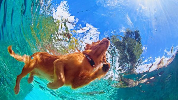 Veja os equipamentos necessários nos exercícios para cães