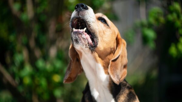 Em alguns casos, o excesso de latidos pode indicar um problema com a saúde e o bem-estar do cãozinho