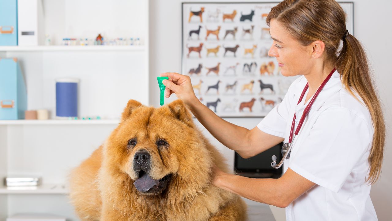 Entenda tudo sobre a leishmaniose em pets