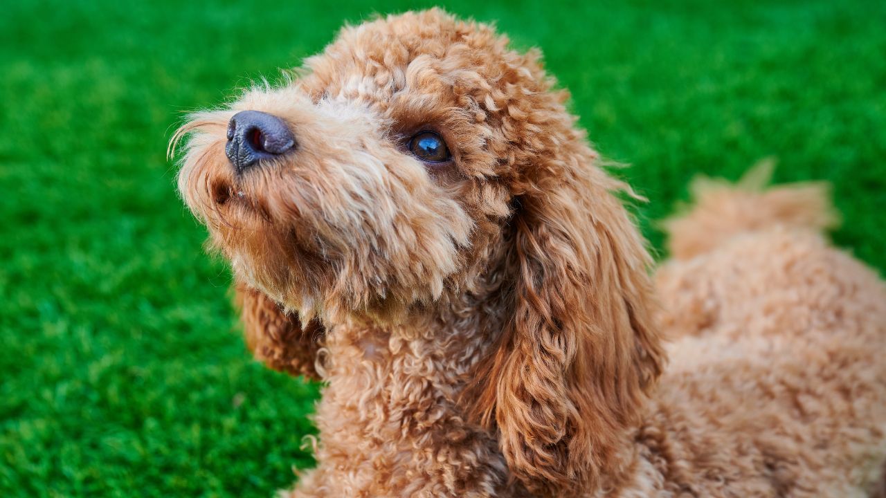 Veja as raças de cães e gatos mais amadas pelos brasileiros