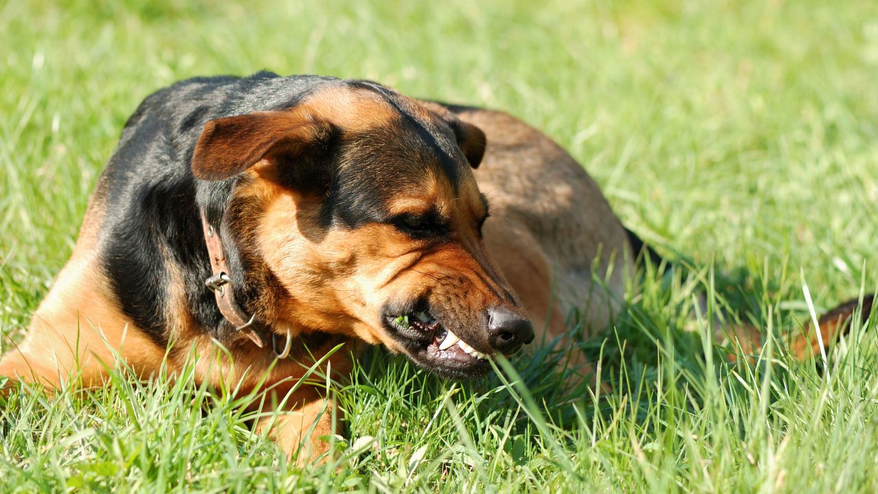 A vacinação é a única estratégia possível para manter os animais protegidos contra a doença, que não tem cura