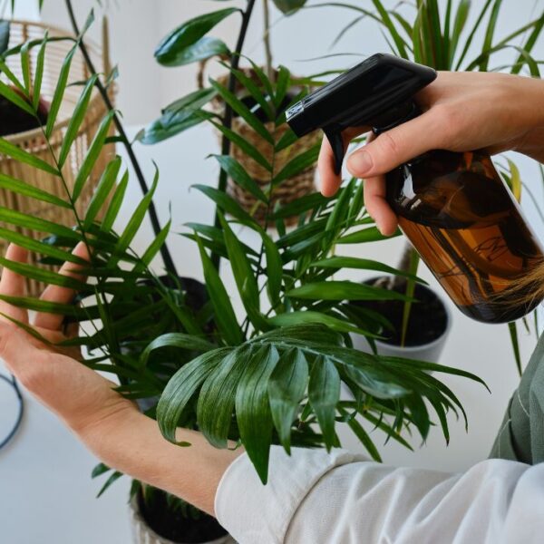 Aprenda como cultivar um cantinho verde para garantir uma casa mais fresquinha e com qualidade do ar um pouco melhor