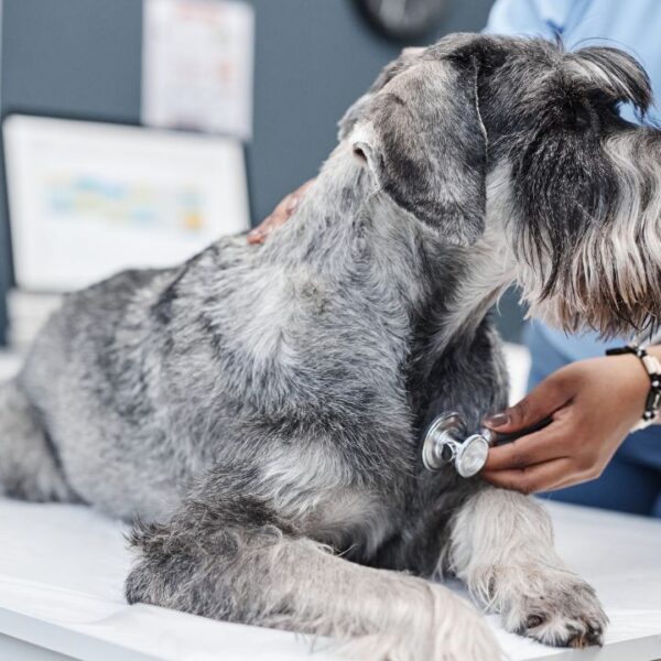 Saiba como prevenir doenças cardíacas em pets