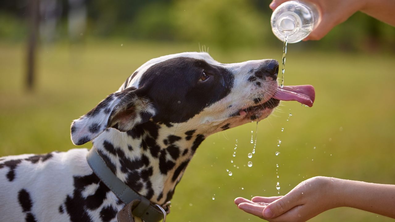 Médica veterinária ensina como lidar com os animais de estimação em dias quentes e com má qualidade do ar