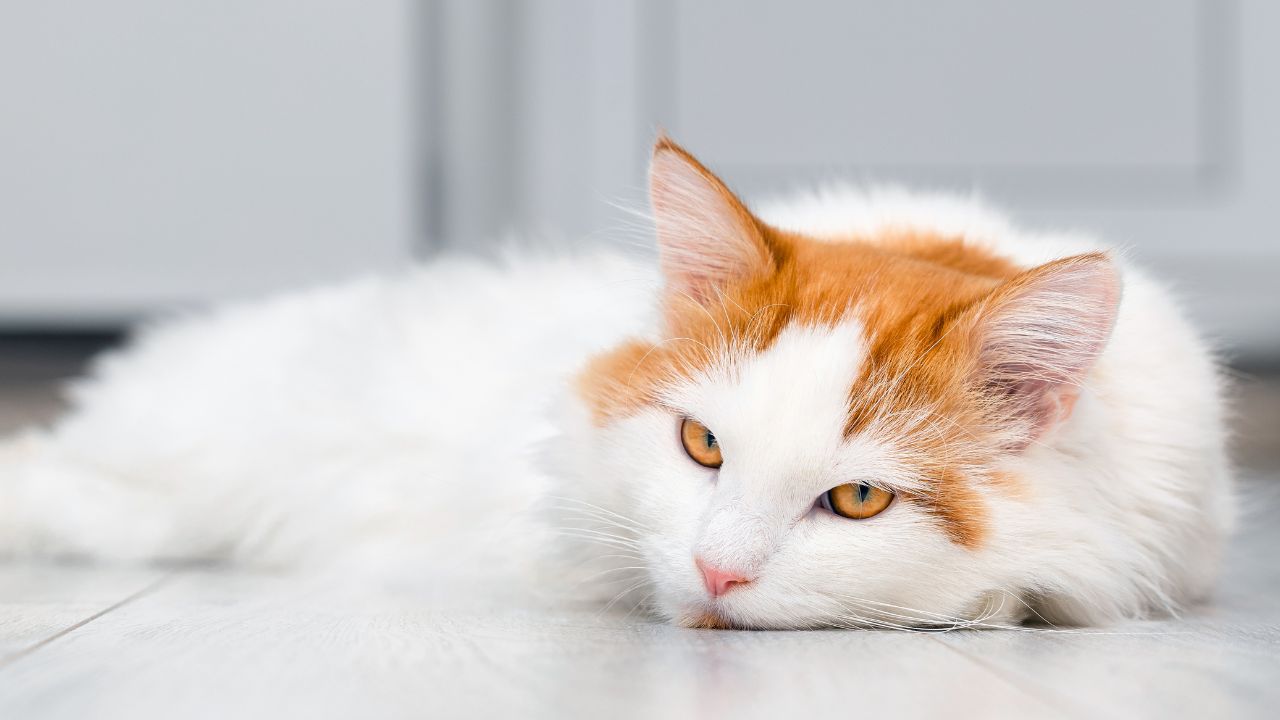 Saiba como cuidar da saúde mental dos pets