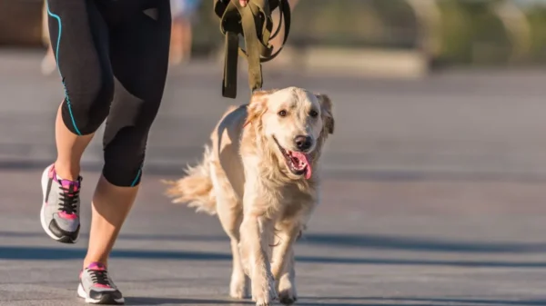 Caminhar com o pet pode contribuir para a saúde do tutor e do animal, mas é preciso cuidados para evitar a desidratação e outras complicações