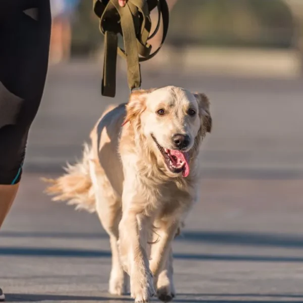 Caminhar com o pet pode contribuir para a saúde do tutor e do animal, mas é preciso cuidados para evitar a desidratação e outras complicações