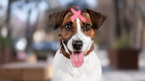 Entenda a importância do diagnóstico precoce para o câncer de mama em pets